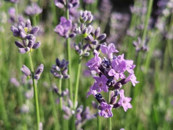 屋裡養盆“殺菌花”,室內乾淨還養人,滿屋子都是香味 屋裡養盆“殺菌花”,室內乾淨還養人,滿屋子都是香味