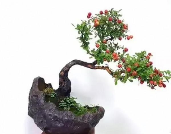 分享~~~小盆景 大世界 小巧玲瓏 精美絕倫 冬日裡一抹紅 美醉啦