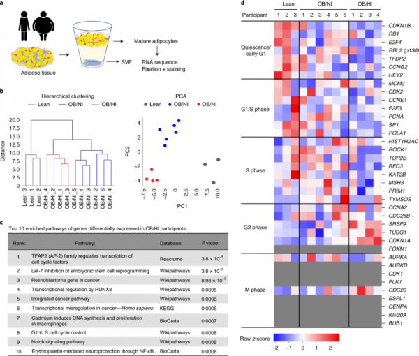 《自然·醫學》:脂肪細胞“長胖”200倍的機制找到了!科學家首次發現,脂肪細胞竟然也可進入細胞週期丨科學大發現 《自然·醫學》:脂肪細胞“長胖”200倍的機制找到了!科學家首次發現,脂肪細胞竟然也可進入細胞週期丨科學大發現