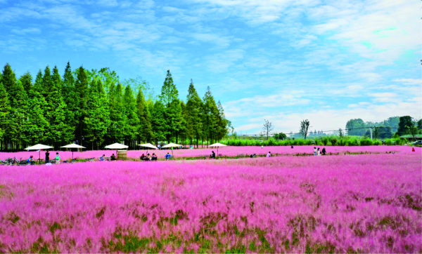 崇州五星村：走向共同富裕的成都鄉村實踐