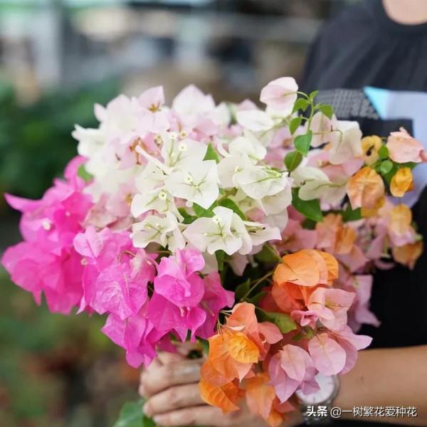 6種北方不適合養的花卉，環境、技術不到位容易死