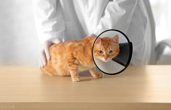 貓的傷口化膿怎麼辦 貓的傷口化膿怎麼辦