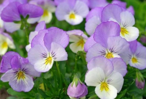 11月，4個星座，熬過窮日子，迎來好日子，成功全靠自己努力