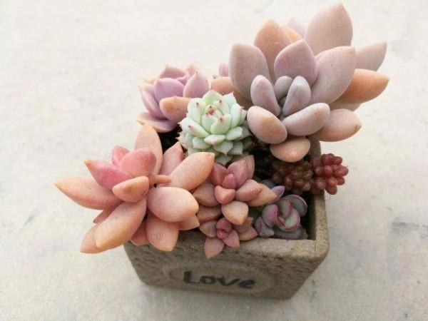 盤點盤點多肉界的“美人”們，個個顏值爆表，你養過哪幾種？