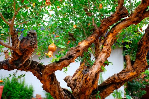 俗話“庭院有四樹，不貴也能富”，指的是哪四種樹？有何寓意？