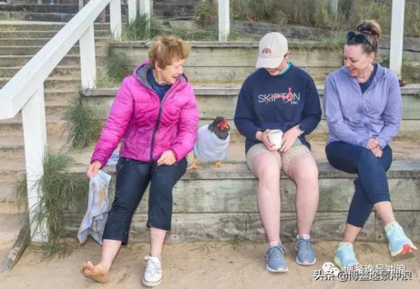 在澳洲，連雞都開始衝浪了