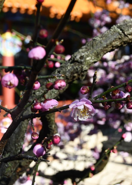 華寧：遊園賞梅正當時