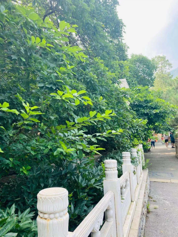 潭柘寺的“柘”，原來如此~！