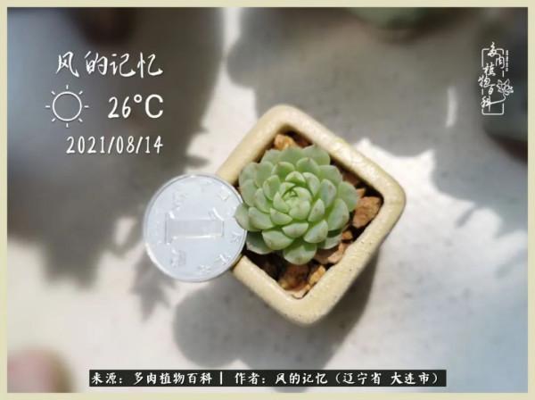 大千世界，與多肉共享