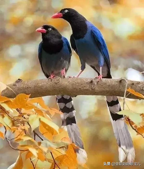 分享——比翼鳥