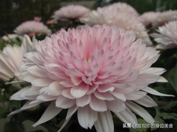 傲霜菊花奪人眼