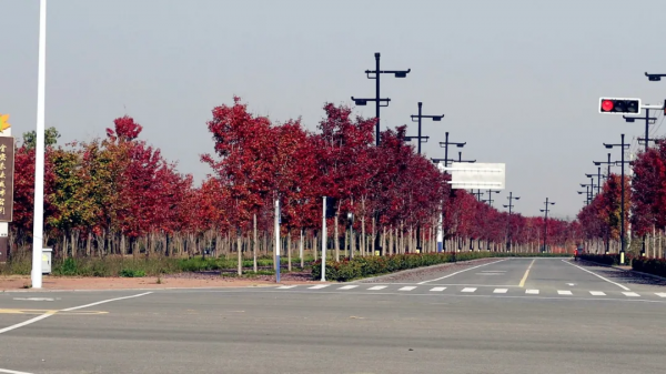 色彩斑斕!金安的這片花葉世界,又到一年中最美的時刻 色彩斑斕!金安的這片花葉世界,又到一年中最美的時刻