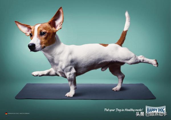 狗狗吃的好,瑜伽也能做起來 狗狗吃的好,瑜伽也能做起來