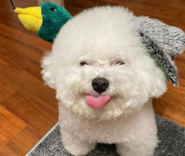 小型犬推薦:這幾種小狗狗,可以給你帶來幸福感 小型犬推薦:這幾種小狗狗,可以給你帶來幸福感