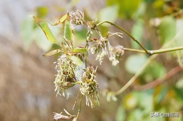 “竹子開花,馬上搬家”有啥寓意?不搬家會怎樣?3方面帶你瞭解 “竹子開花,馬上搬家”有啥寓意?不搬家會怎樣?3方面帶你瞭解