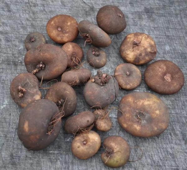 養盆栽仙客來掌握7點,養20~30年都不是問題,年年能開花 養盆栽仙客來掌握7點,養20~30年都不是問題,年年能開花