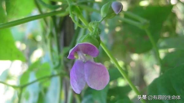 這14種豆類糧食你見過幾種，吃過幾種呢？很多人分不清是什麼豆子