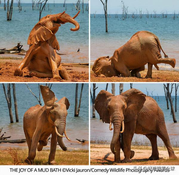 BBC評選結果出來了，2021最佳動物喜劇演員登場……