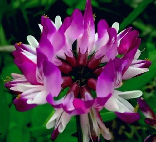 紫雲英&mdash;&mdash;花開有時（39）