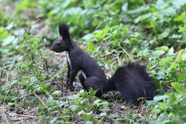 公園裡散步偶遇吃儲備糧的小松鼠