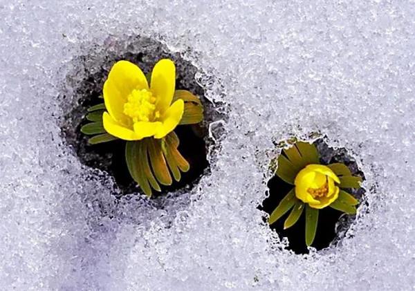 冬菟葵～頂生一朵黃花，花期冬季至早春