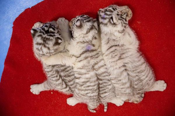 萌虎姐妹亮相&nbsp;為虎年新春增添節日氛圍