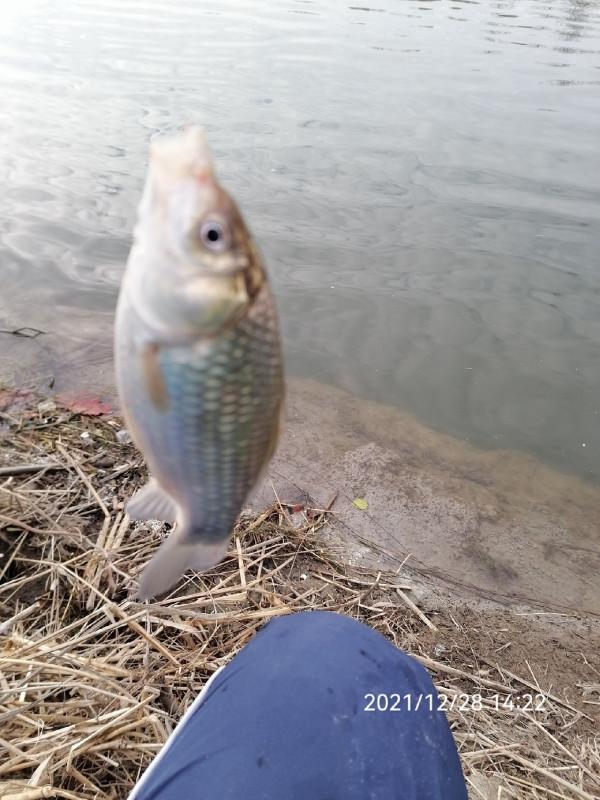 不斷改變作釣思路，寒冷冬季也能釣大板鯽