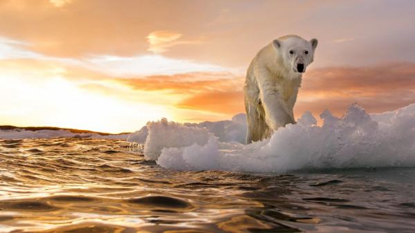 科學家宣佈了？第六次大滅絕可能已經開始，罪魁禍首是誰？