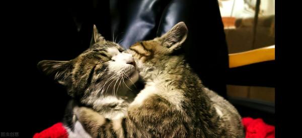 貓咪舔人代表什麼意思？