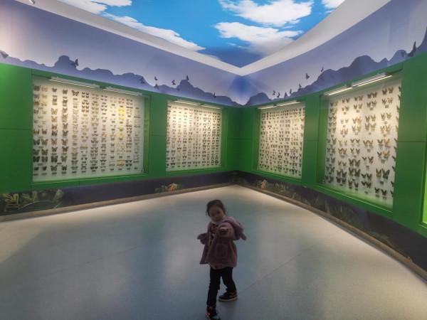 深秋的蝴蝶 深秋的蝴蝶