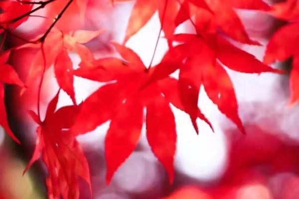 年少不知父母恩,半生糊塗半生人 年少不知父母恩,半生糊塗半生人