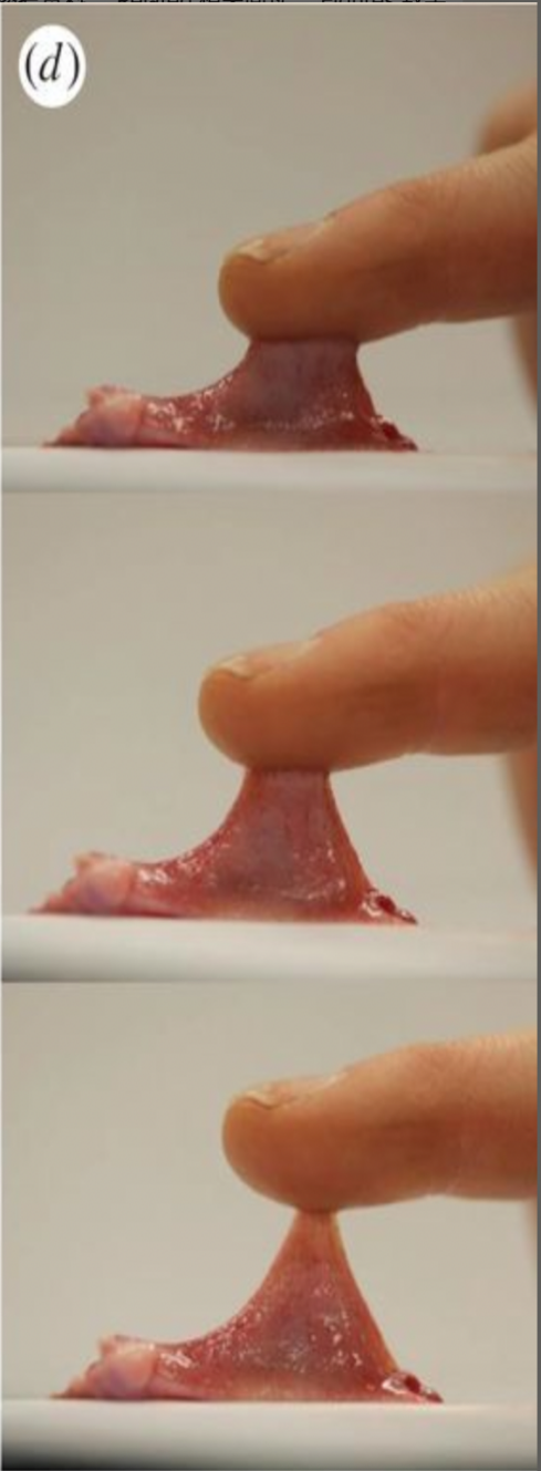 青蛙滑溜溜的舌頭，是怎麼粘住蒼蠅的？