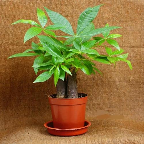 十月養這“6種花”，建議窮養，多曬少管，栽小盆更利於生長