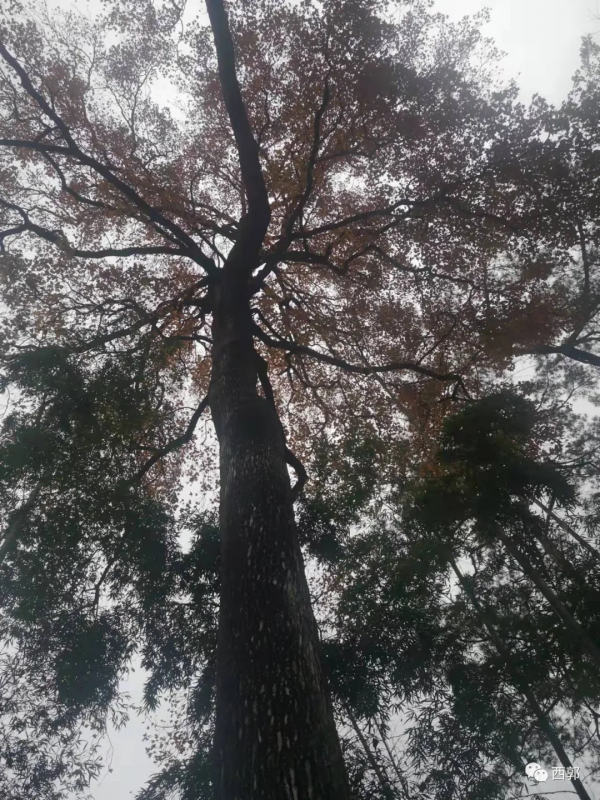 牛姆林歸來不看林 牛姆林歸來不看林