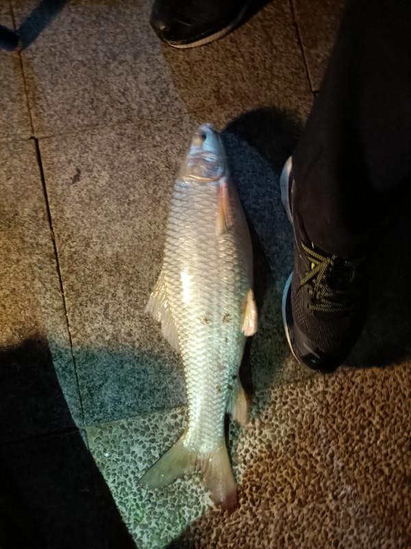 野釣河邊喜獲麥鯪，無人機組合圖案勝比煙火
