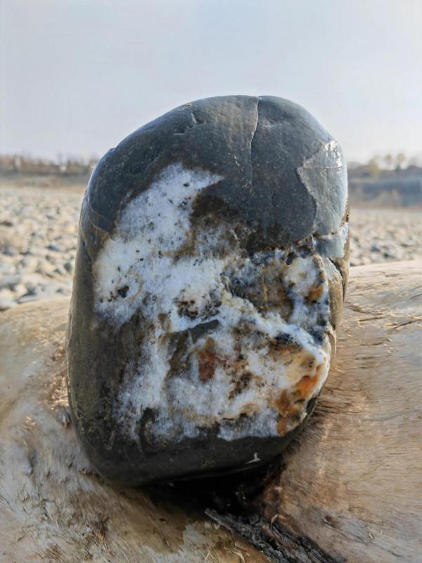 『二犬鬥萌，白鳥靜觀，傑哥讀書不語。』