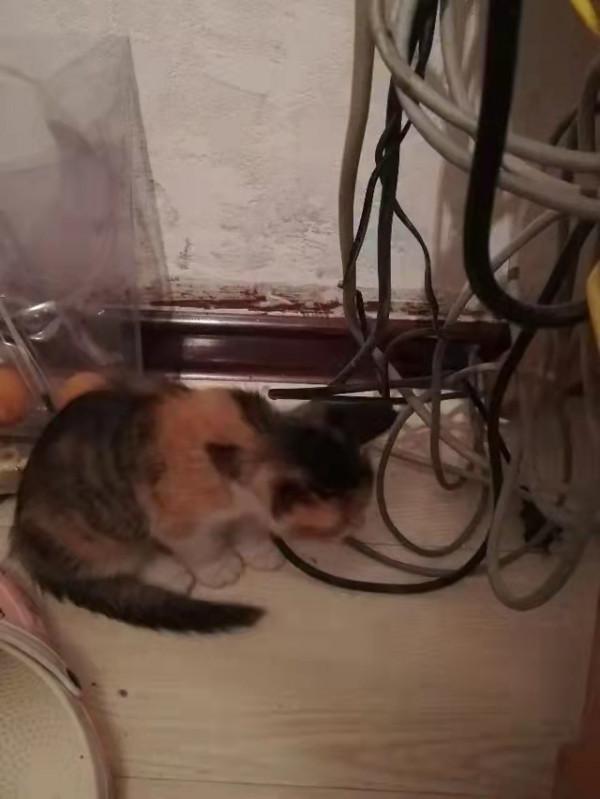 我可愛的小貓咪