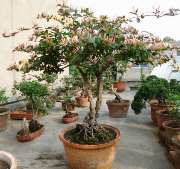 養花不能夠隨便,養花就要養價值高的花,能讓生活更健康美麗 養花不能夠隨便,養花就要養價值高的花,能讓生活更健康美麗