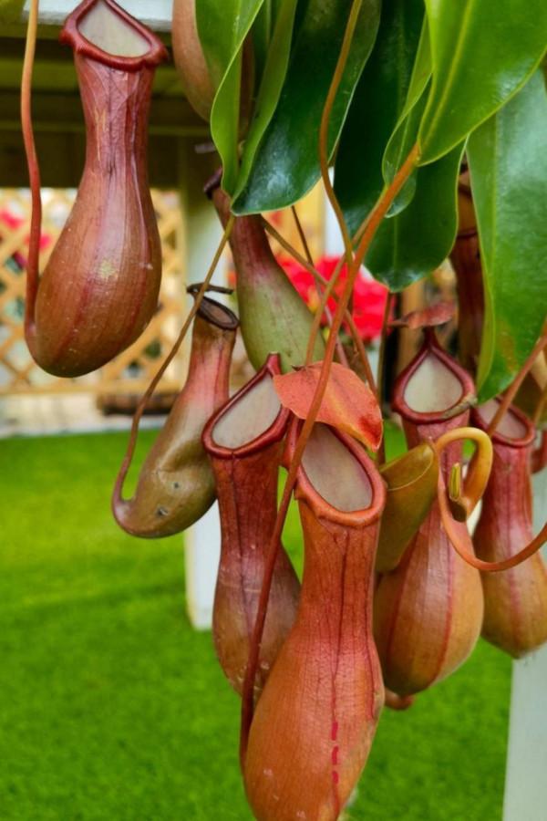 植物也有“肉食性”的,4種食蟲植物,養在家裡能“滅蚊” 植物也有“肉食性”的,4種食蟲植物,養在家裡能“滅蚊”