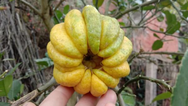 沒有果肉的佛手柑怎麼吃,用它泡水喝,促進消化,調節情緒 沒有果肉的佛手柑怎麼吃,用它泡水喝,促進消化,調節情緒