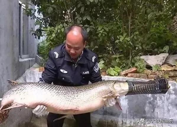 4種外來魚類,早就進了“黑名單”,釣魚人不要放生 4種外來魚類,早就進了“黑名單”,釣魚人不要放生