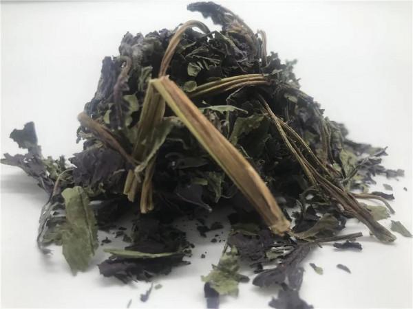 學中醫從認識中藥開始。紫蘇葉《解表藥》