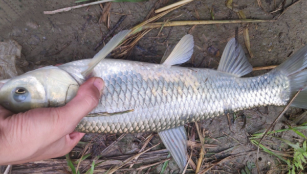 練好基本功，才能多釣魚