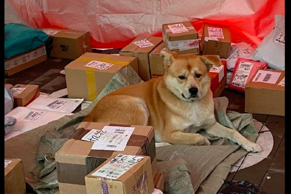 面對主人假期調休，狗趴在那裡愁眉苦臉的：我為什麼要經歷這些？