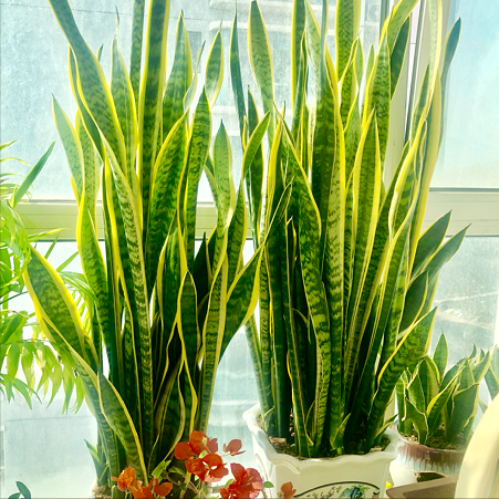 虎皮蘭冬天太&OpenCurlyDoubleQuote;脆弱&rdquo;，避開&OpenCurlyDoubleQuote;3大怕&rdquo;，肥葉竄2米，小芽擠滿盆