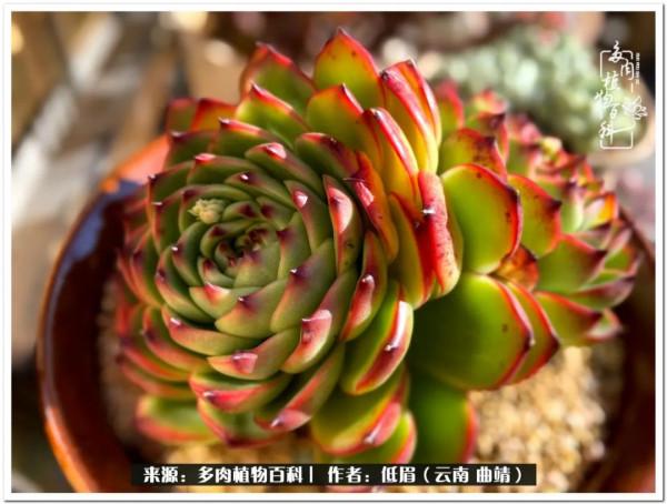 溫暖的多肉微語，陪你度過寒冷的聖誕平安夜！（2021）