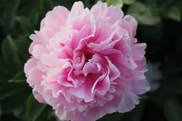 注意，芍藥一年種一次，晚了全年不開花