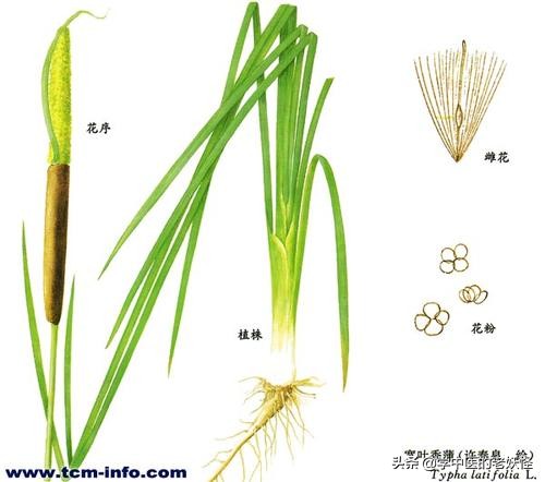 止血行瘀之良藥——蒲黃