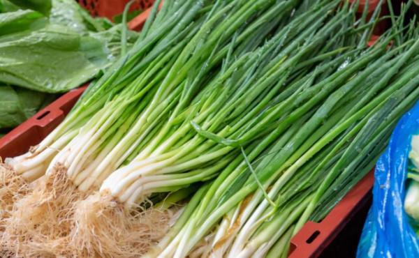 作物想要長的好,根系至關重要,如何讓根系更加發達呢? 作物想要長的好,根系至關重要,如何讓根系更加發達呢?