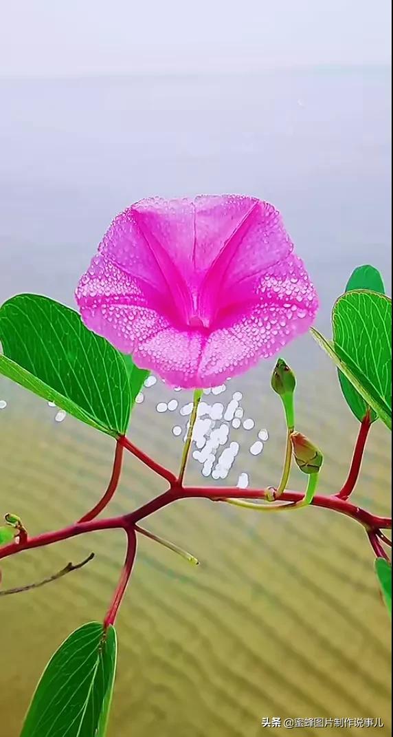 各種花卉植物，養在家裡什麼地方合適